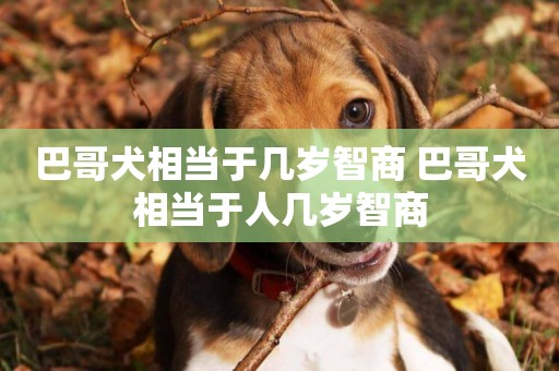 巴哥犬相當于幾歲智商 巴哥犬相當于人幾歲智商