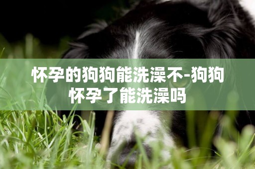 懷孕的狗狗能洗澡不-狗狗懷孕了能洗澡嗎