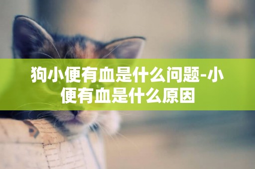 狗小便有血是什么問題-小便有血是什么原因