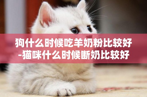 狗什么時候吃羊奶粉比較好-貓咪什么時候斷奶比較好