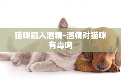 貓咪攝入酒精-酒精對貓咪有毒嗎