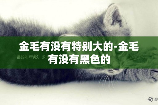 金毛有沒有特別大的-金毛有沒有黑色的