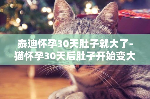 泰迪懷孕30天肚子就大了-貓懷孕30天后肚子開始變大