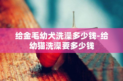 給金毛幼犬洗澡多少錢-給幼貓洗澡要多少錢