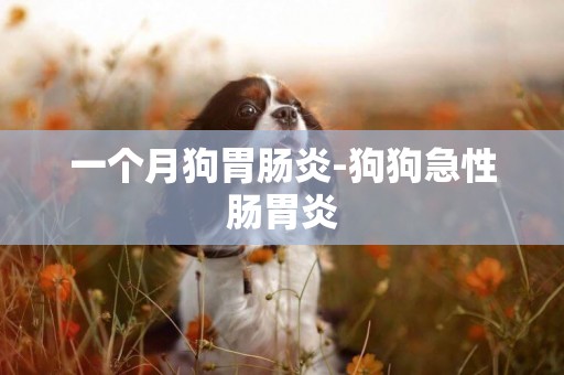 一個月狗胃腸炎-狗狗急性腸胃炎
