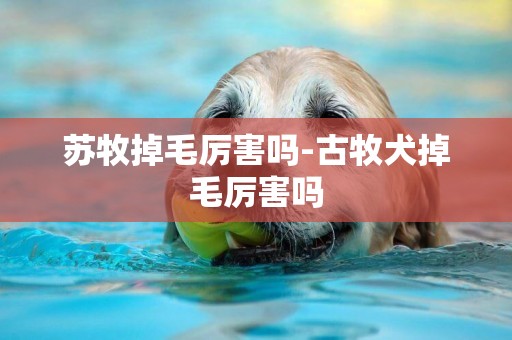 蘇牧掉毛厲害嗎-古牧犬掉毛厲害嗎