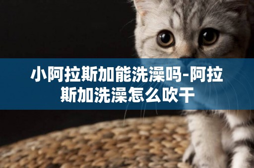 小阿拉斯加能洗澡嗎-阿拉斯加洗澡怎么吹干