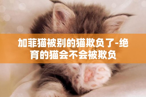 加菲貓被別的貓欺負了-絕育的貓會不會被欺負