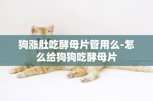 狗漲肚吃酵母片管用么-怎么給狗狗吃酵母片