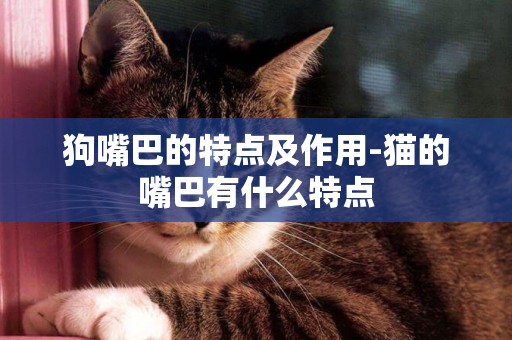 狗嘴巴的特點及作用-貓的嘴巴有什么特點