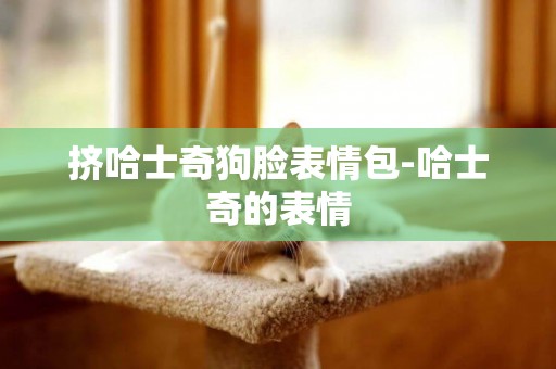 擠哈士奇狗臉表情包-哈士奇的表情