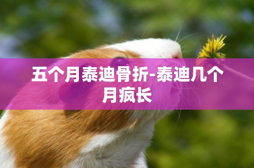 五個月泰迪骨折-泰迪幾個月瘋長