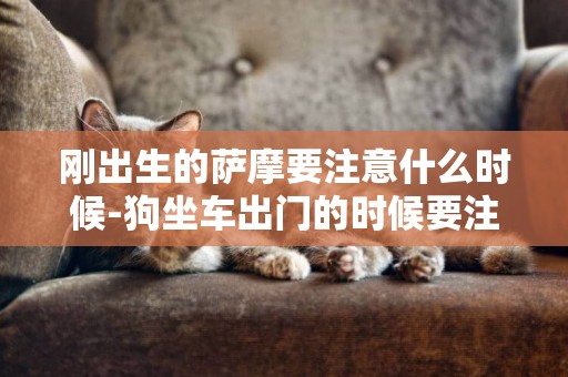 剛出生的薩摩要注意什么時候-狗坐車出門的時候要注意什么
