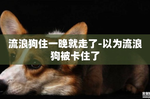 流浪狗住一晚就走了-以為流浪狗被卡住了
