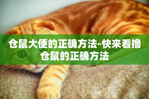 倉鼠大便的正確方法-快來看擼倉鼠的正確方法
