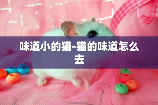 味道小的貓-貓的味道怎么去