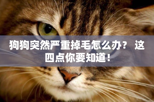 狗狗突然嚴重掉毛怎么辦？ 這四點你要知道！