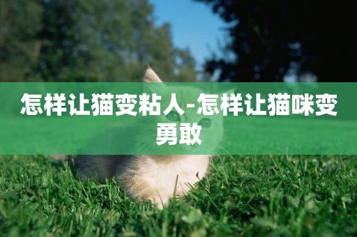 怎樣讓貓變粘人-怎樣讓貓咪變勇敢