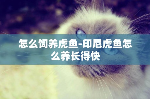 怎么飼養虎魚-印尼虎魚怎么養長得快