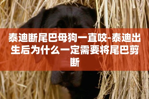 泰迪斷尾巴母狗一直咬-泰迪出生后為什么一定需要將尾巴剪斷