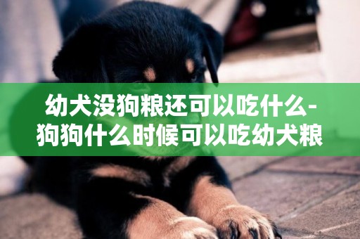 幼犬沒狗糧還可以吃什么-狗狗什么時候可以吃幼犬糧、成犬糧、老年犬糧
