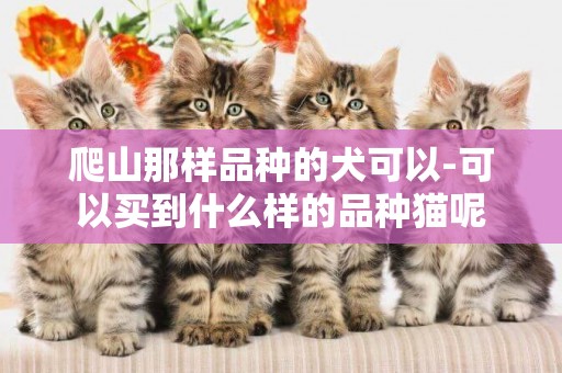 爬山那樣品種的犬可以-可以買到什么樣的品種貓呢