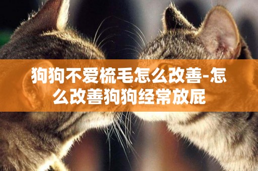 狗狗不愛梳毛怎么改善-怎么改善狗狗經常放屁