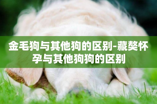 金毛狗與其他狗的區別-藏獒懷孕與其他狗狗的區別