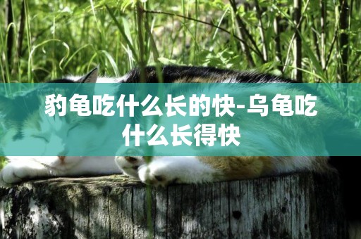 豹龜吃什么長的快-烏龜吃什么長得快