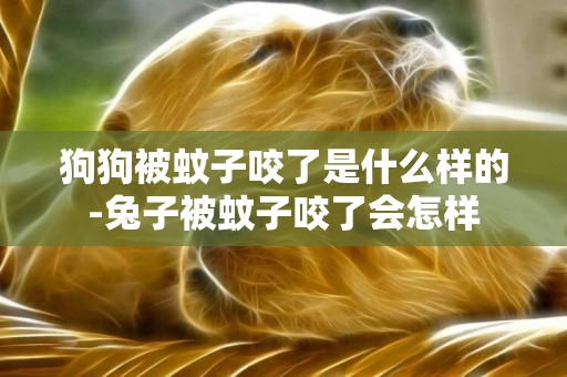 狗狗被蚊子咬了是什么樣的-兔子被蚊子咬了會怎樣