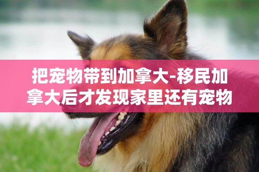 把寵物帶到加拿大-移民加拿大后才發現家里還有寵物
