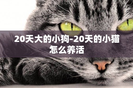 20天大的小狗-20天的小貓怎么養活