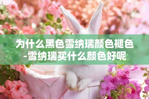 為什么黑色雪納瑞顏色褪色-雪納瑞買什么顏色好呢