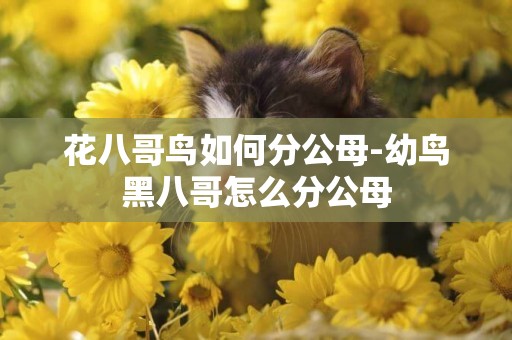 花八哥鳥如何分公母-幼鳥黑八哥怎么分公母