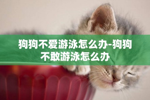 狗狗不愛游泳怎么辦-狗狗不敢游泳怎么辦