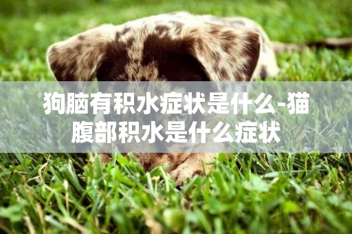 狗腦有積水癥狀是什么-貓腹部積水是什么癥狀