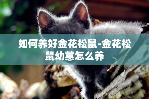 如何養好金花松鼠-金花松鼠幼蕙怎么養