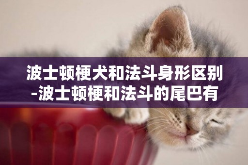 波士頓梗犬和法斗身形區別-波士頓梗和法斗的尾巴有區別嗎