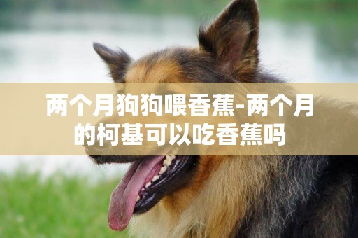 兩個月狗狗喂香蕉-兩個月的柯基可以吃香蕉嗎