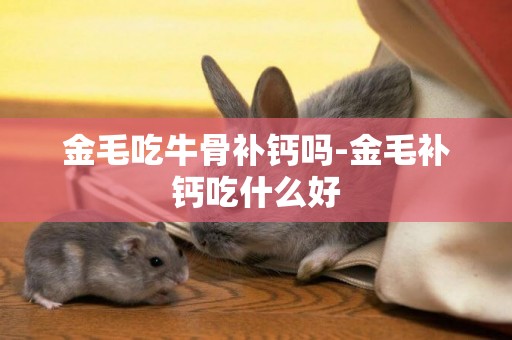 金毛吃牛骨補鈣嗎-金毛補鈣吃什么好