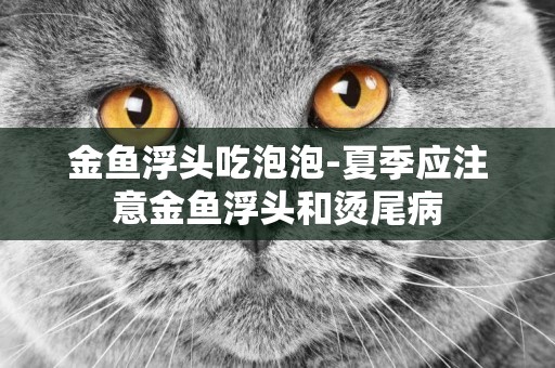 金魚浮頭吃泡泡-夏季應注意金魚浮頭和燙尾病