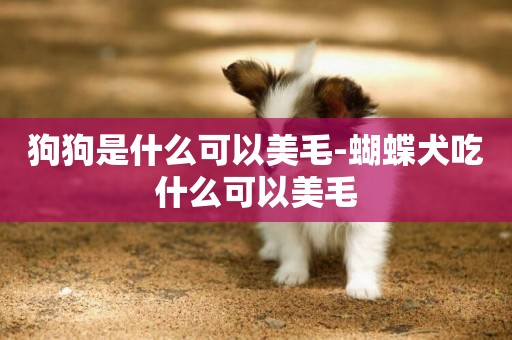 狗狗是什么可以美毛-蝴蝶犬吃什么可以美毛