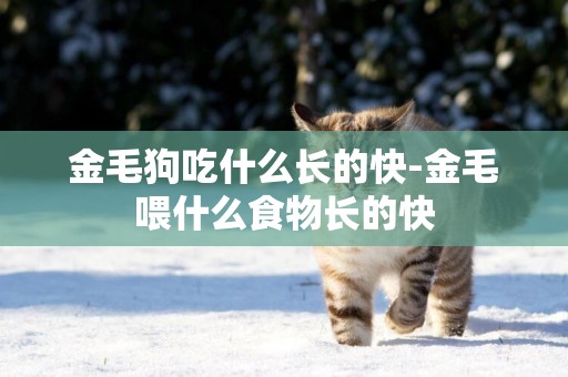 金毛狗吃什么長的快-金毛喂什么食物長的快
