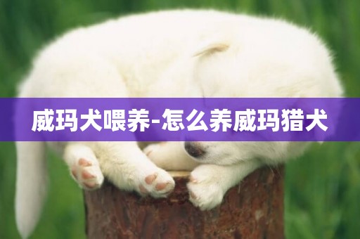 威瑪犬喂養-怎么養威瑪獵犬