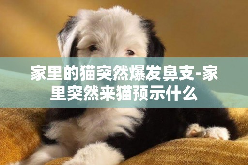 家里的貓突然爆發鼻支-家里突然來貓預示什么