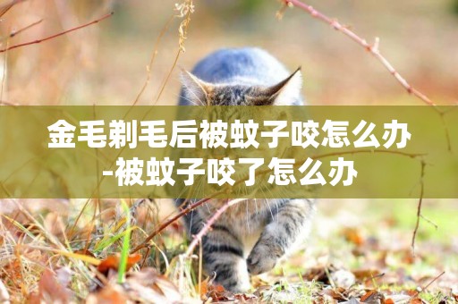 金毛剃毛后被蚊子咬怎么辦-被蚊子咬了怎么辦