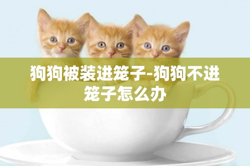 狗狗被裝進籠子-狗狗不進籠子怎么辦