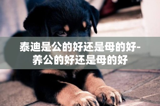 泰迪是公的好還是母的好-養公的好還是母的好
