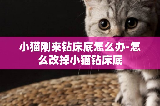小貓剛來鉆床底怎么辦-怎么改掉小貓鉆床底