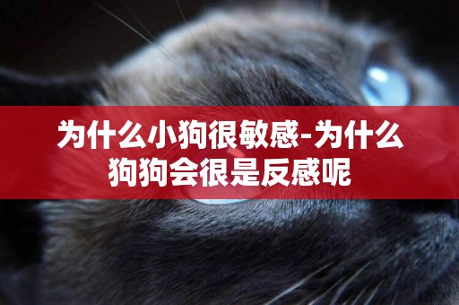為什么小狗很敏感-為什么狗狗會很是反感呢